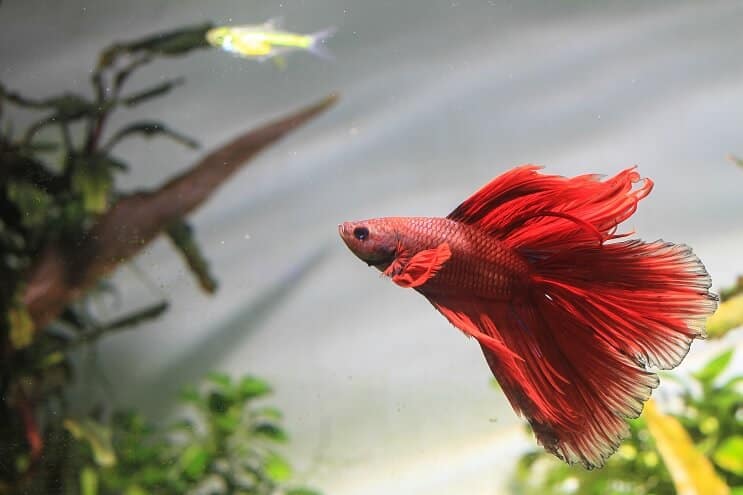 Betta Fish zwemmen