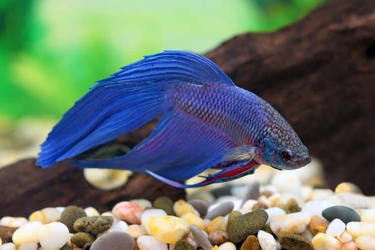 Blauwe Betta