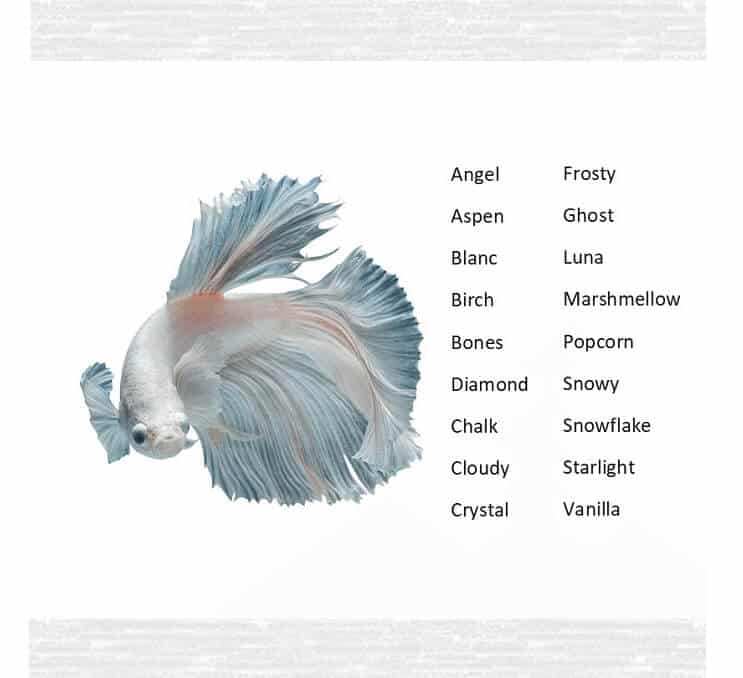 Betta Fish Namen