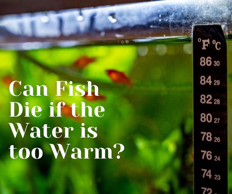 kunnen vissen doodgaan als het water te warm is