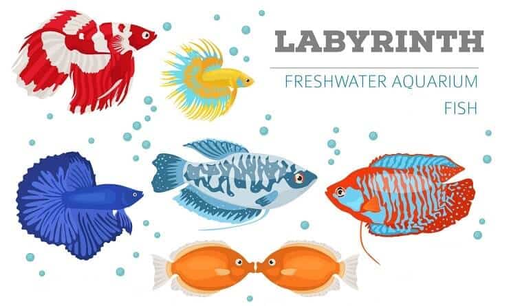 Labyrint vis