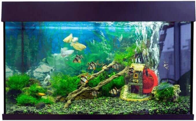 Vis en tank