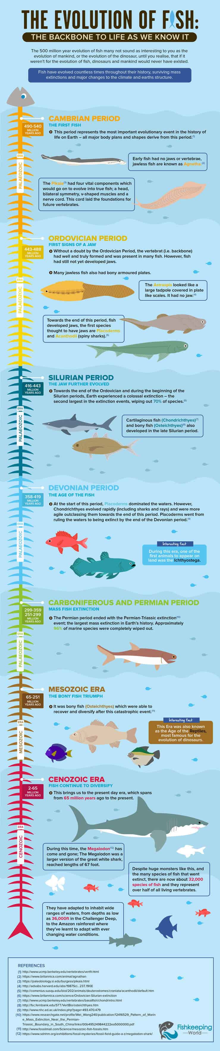 De evolutie van Fish Infographic
