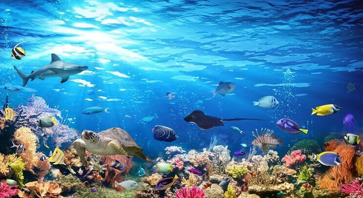 Verscheidenheid aan Sealife
