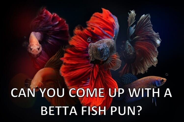 Betta woordspelingen