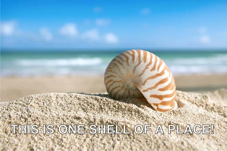 Een schelp van een plaats