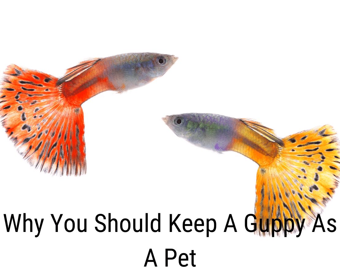 Waarom je een guppy als huisdier zou moeten houden