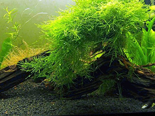 Aquatic Arts Javamos (groot deel van 25 vierkante inch) Zoetwateraquariumplanten | Java Moss Live Plant voor aquarium | Aquariumplanten leven | Past goed bij Marimo Moss Balls in beplant aquarium