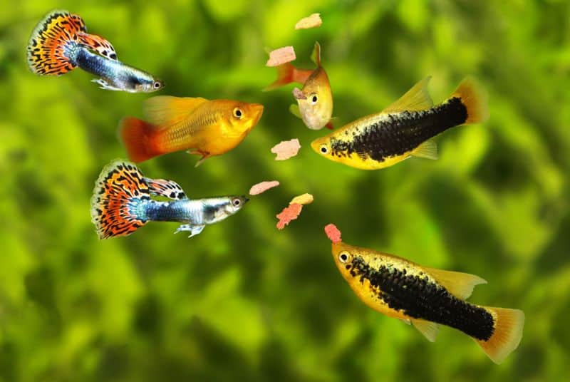 Kunnen Guppy's en Platies kruisen?