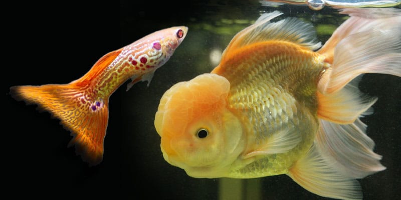 kunnen guppy's goudvissen eten?