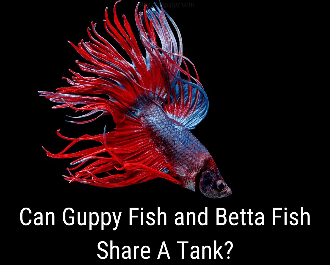 Kunnen Guppy Fish en Betta Fish een tank delen?