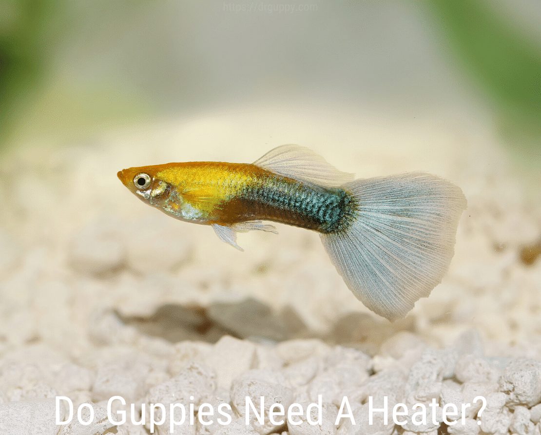 Hebben guppy's een verwarming nodig?