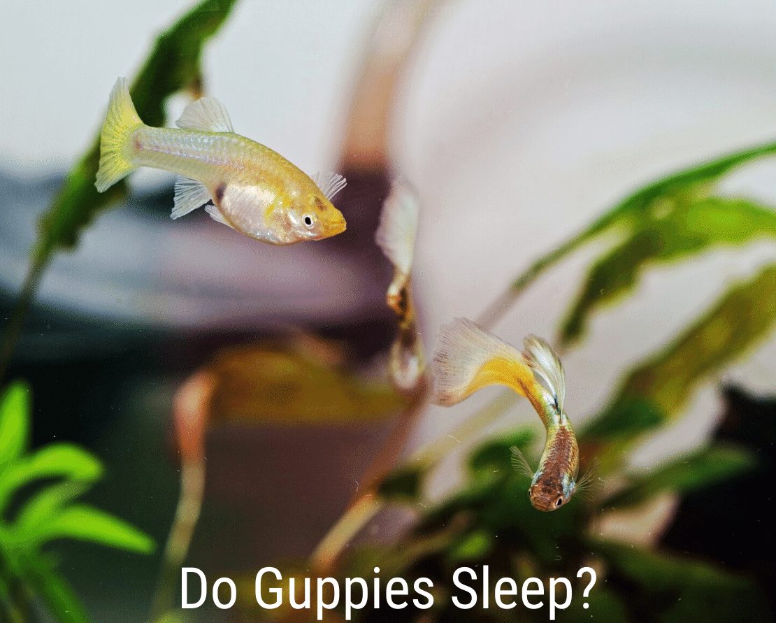 Slapen Guppy's?