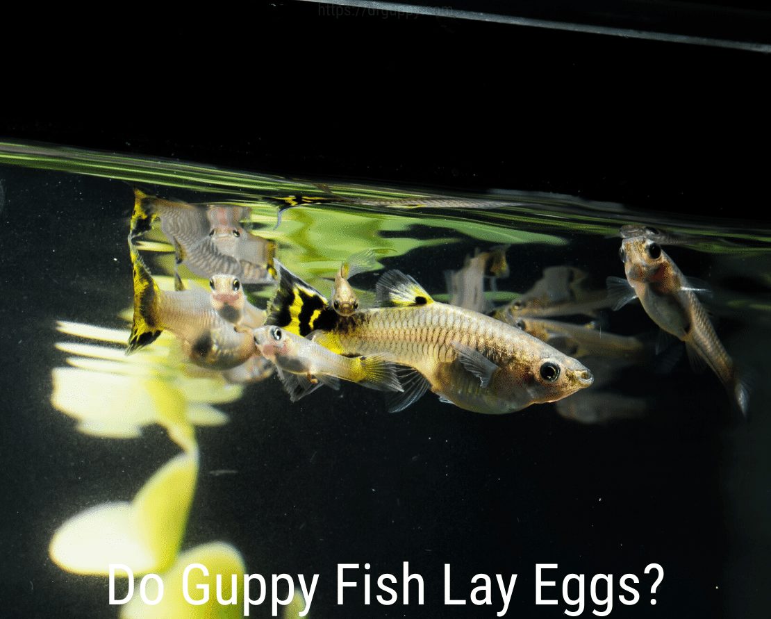Leggen Guppy-vissen eieren?