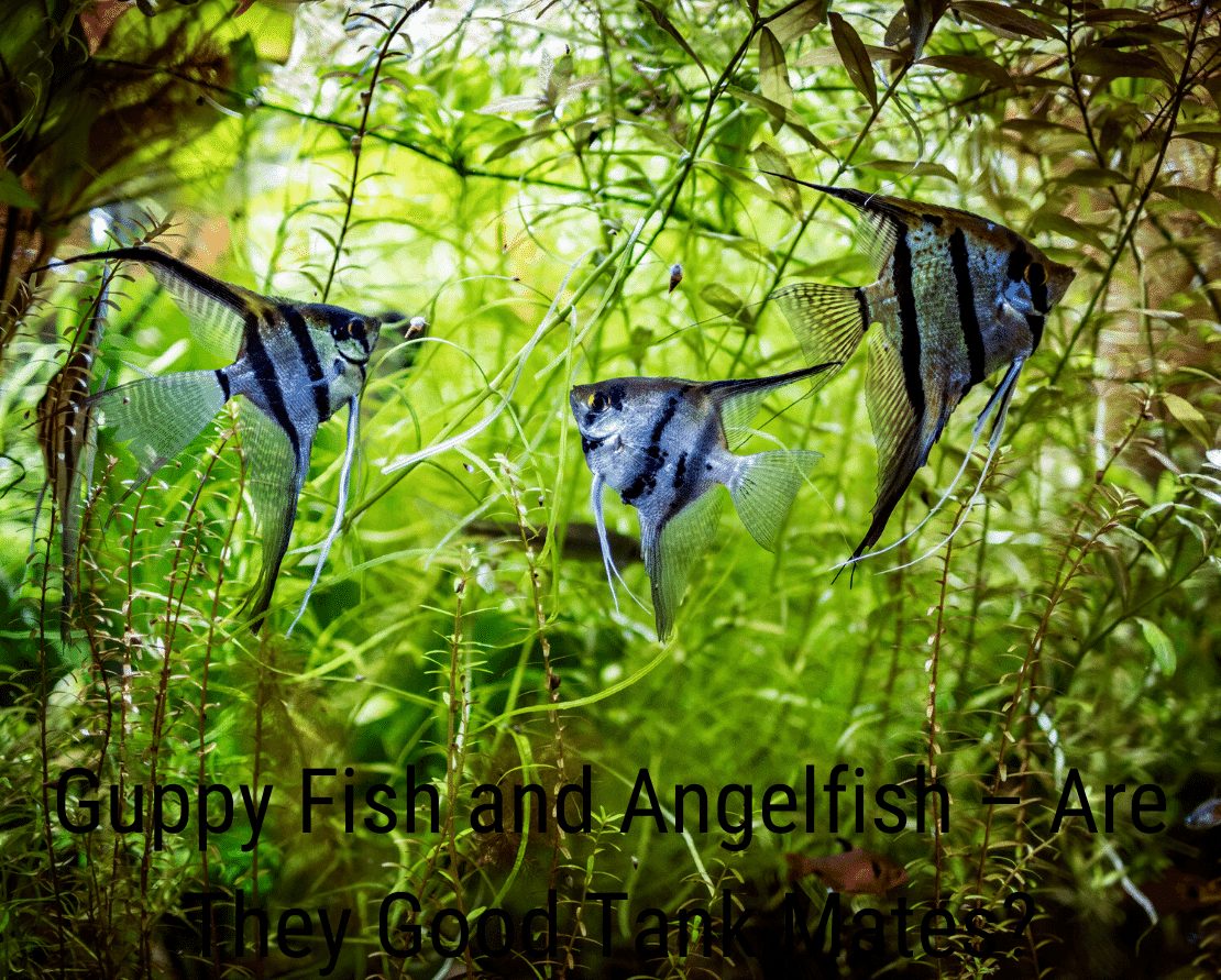 Guppy Fish en Angelfish - Zijn ze goede tankmaten?