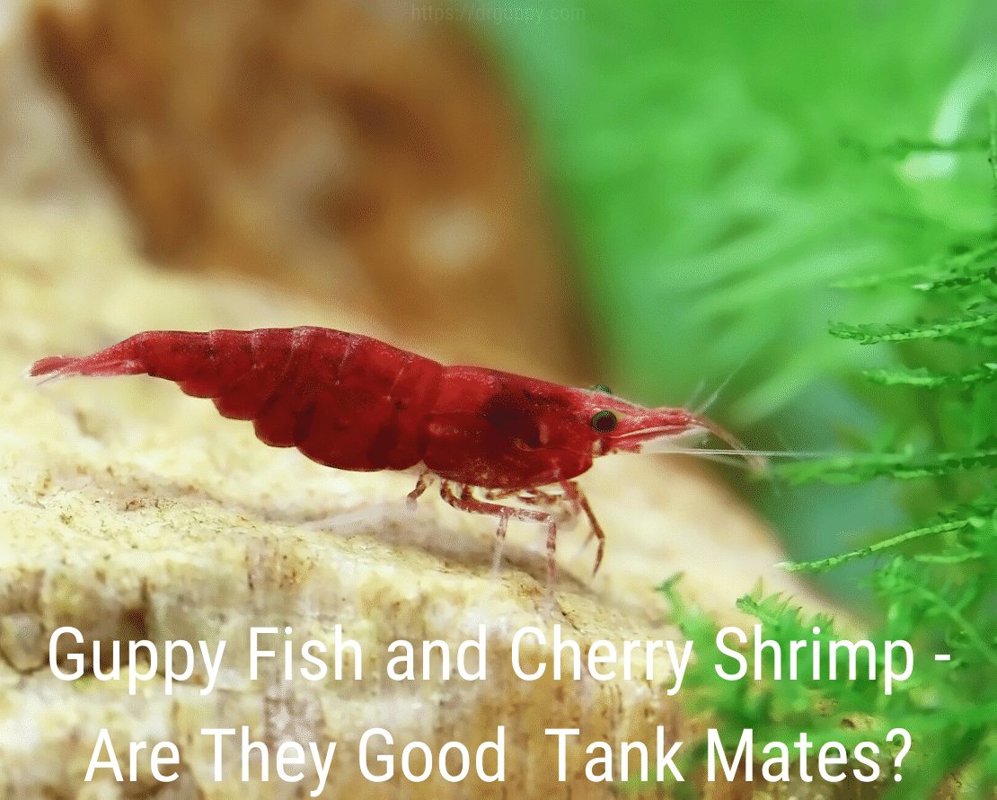 Guppy Fish en Cherry Shrimp - Zijn ze goede tankgenoten?