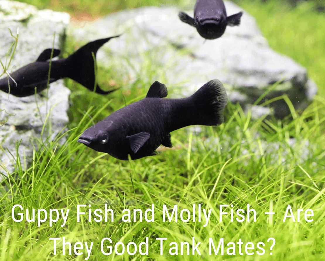Guppy Fish en Molly Fish - Zijn ze goede tankgenoten?