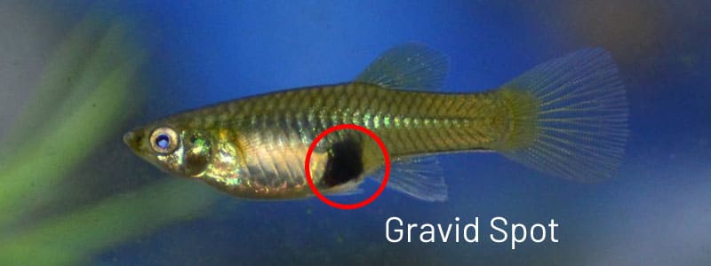 Vrouwelijke guppy gravidspot.