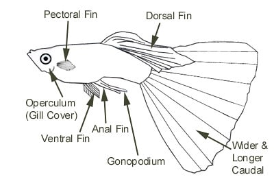 Volwassen mannelijke guppy - onderdelen