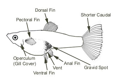 Volwassen vrouwelijke Guppy - Onderdelen