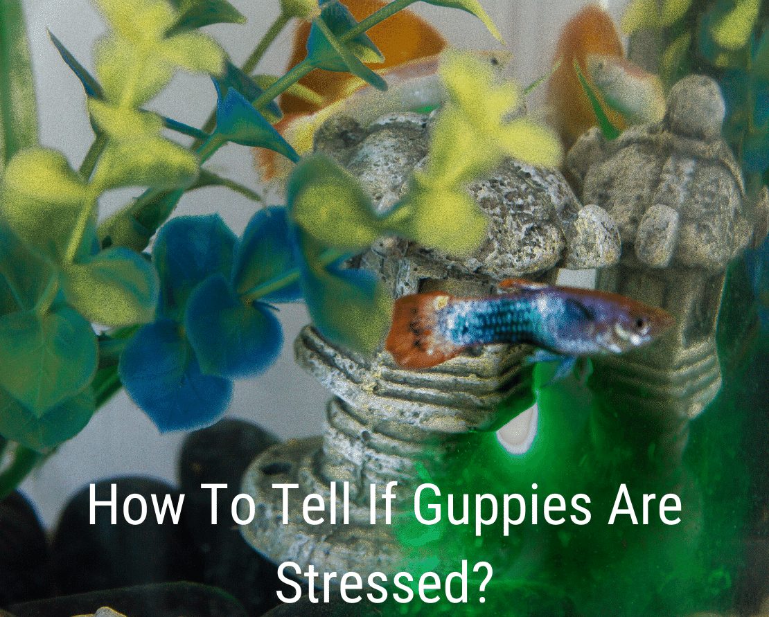 Hoe weet u of guppy's gestrest zijn?