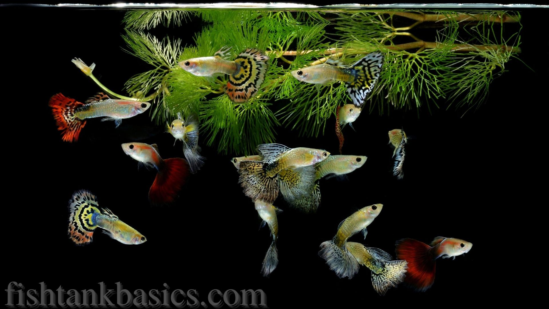 Guppy-vis aan de bovenkant van het aquarium.