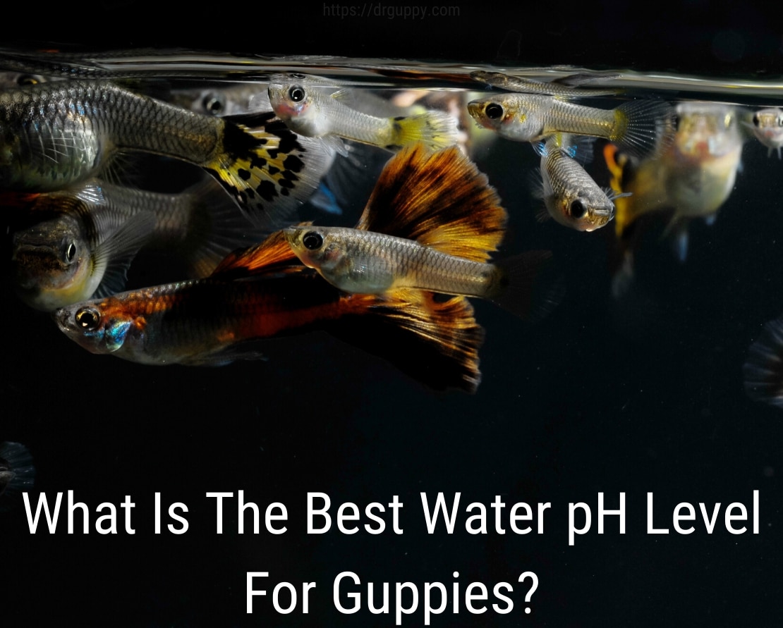 Guppy Fish Water PH-niveau - ideaal nummer