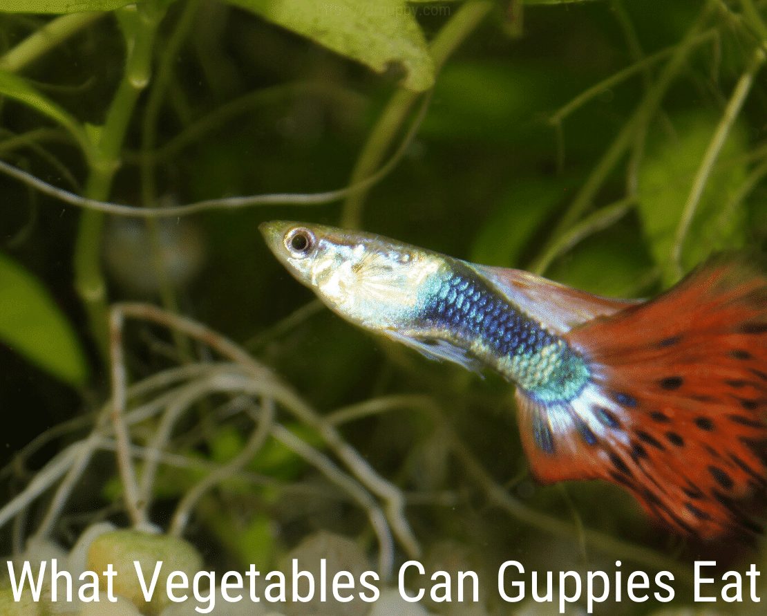 Welke groenten kunnen guppy's eten