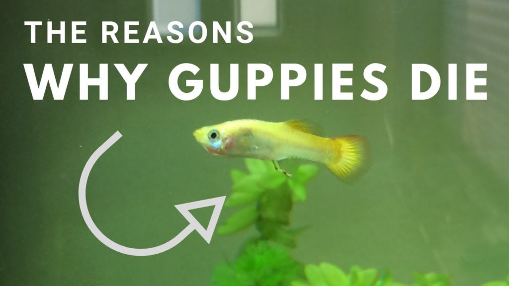Waarom blijven mijn guppy's dood?