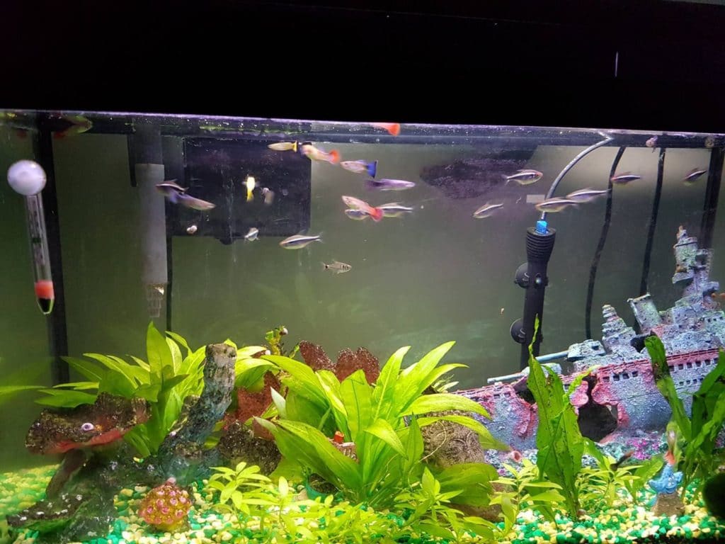 waarom blijven mijn guppy's in de hoek?