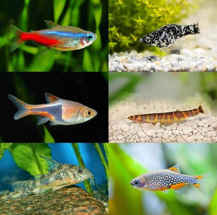 Beste Betta-tankmaten