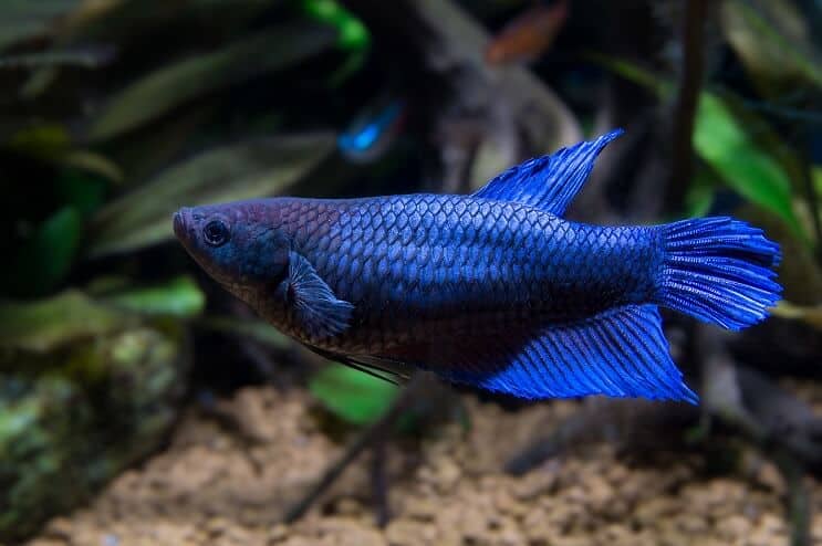 Vrouwelijke Betta Fish