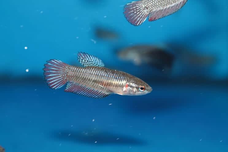 Betta vrouwenclub