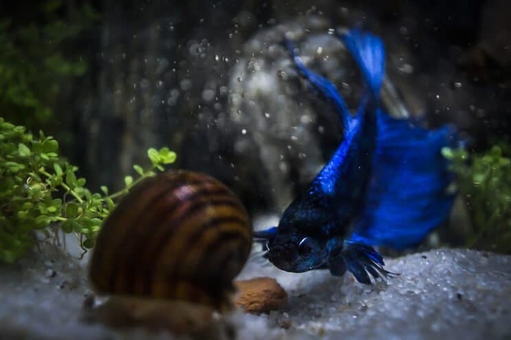 Betta en slak