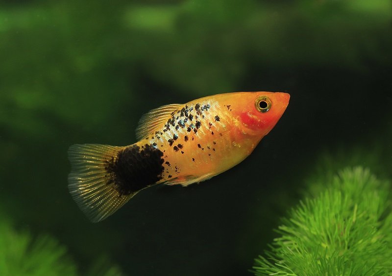 A-Guide-to-Fin-Rot-behandeling
