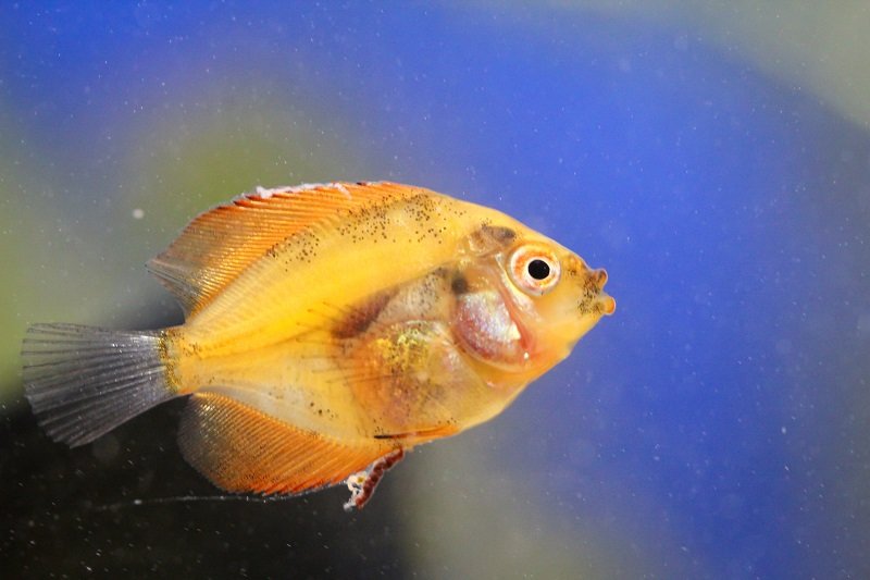 A-Guide-to-Fin-Rot-behandeling