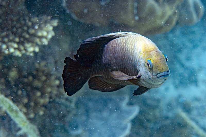 A-Guide-to-Fin-Rot-behandeling