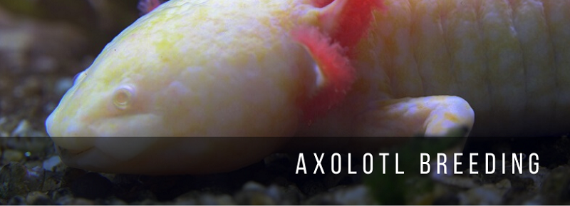 Axolotl-fokkerij