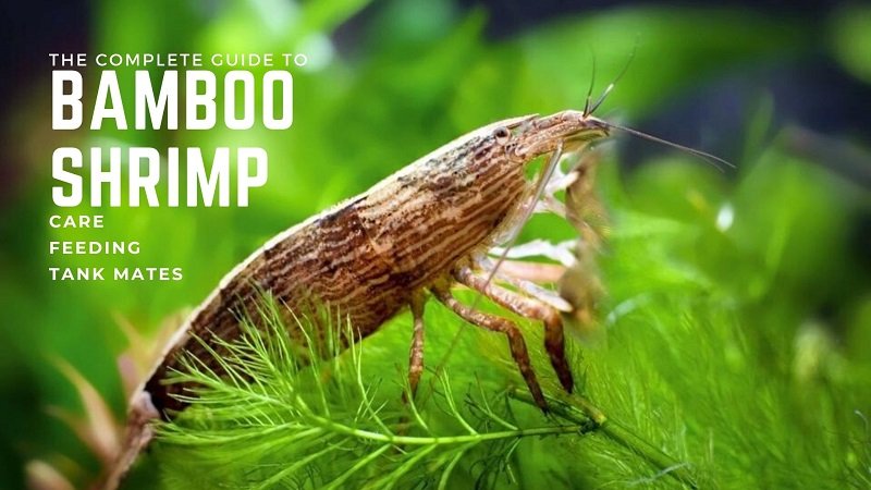 Bamboo Shrimp Care - De complete gids