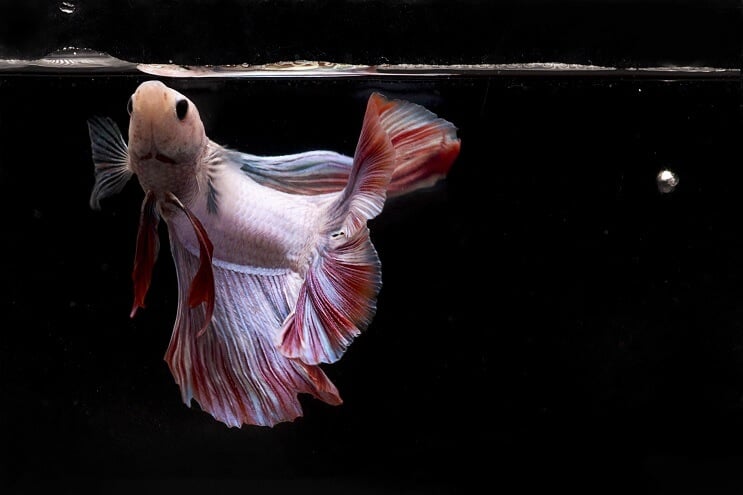 Betta vis eten