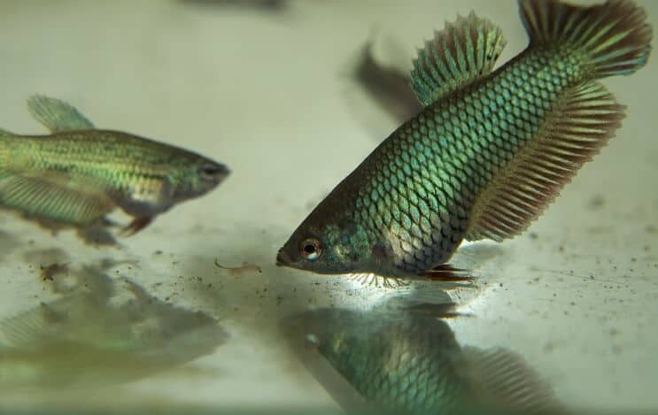 Juveniele Betta-vis eten