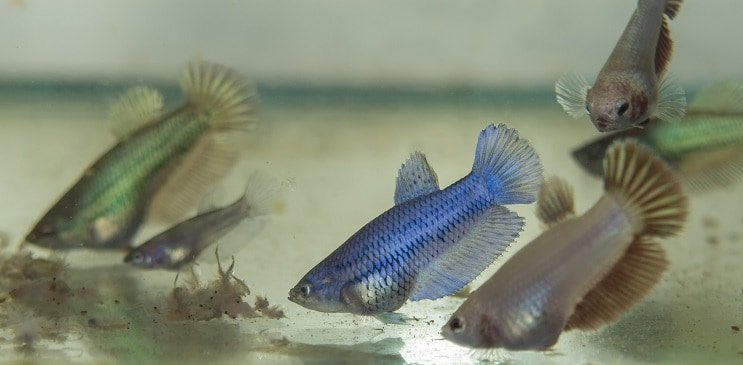 Betta Fry voeren