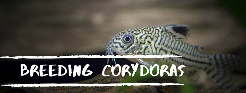 het fokken van corydoras