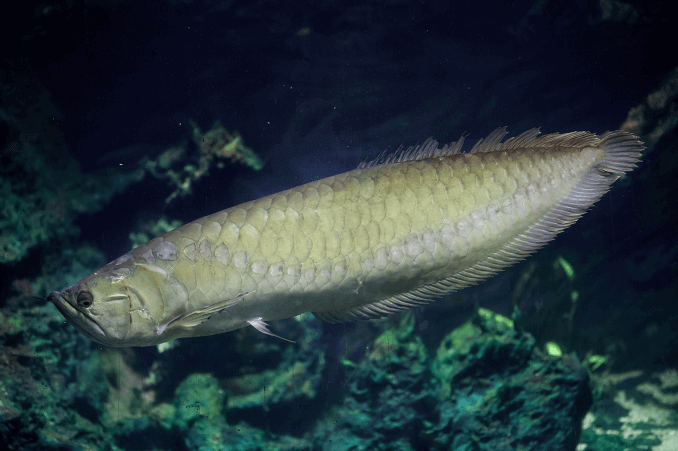 Zilveren Arowana-verschijning