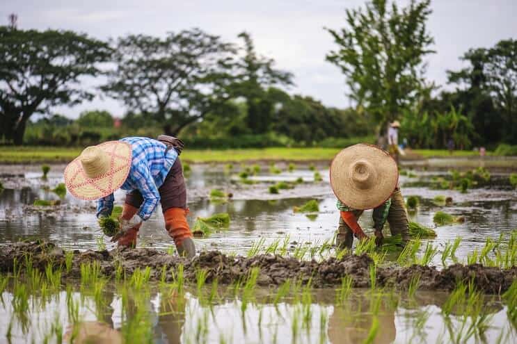 Padievelden in Thailand