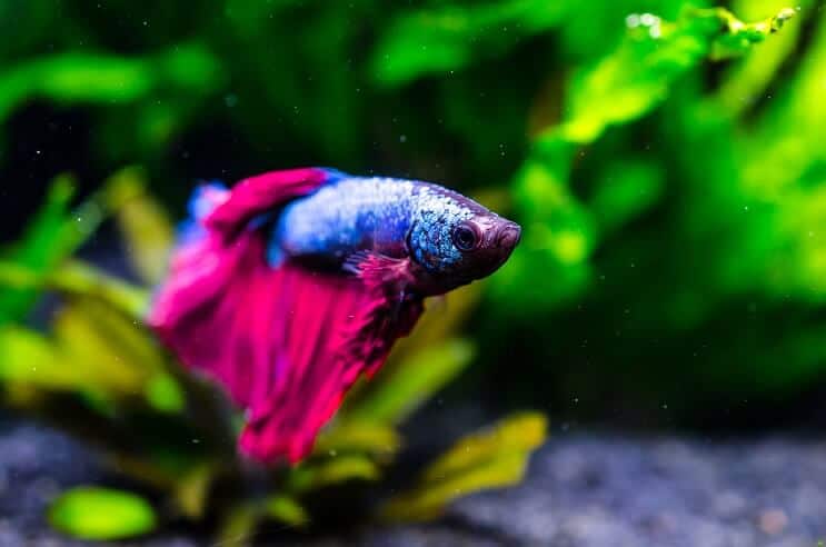 Betta vis