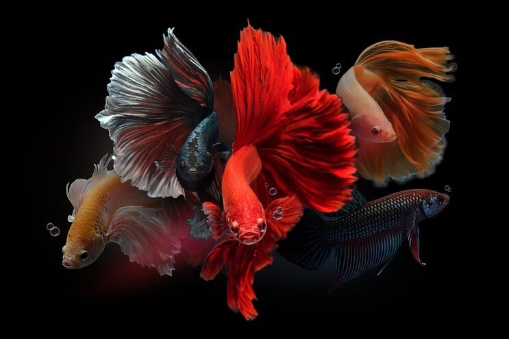 Mannelijke Betta's