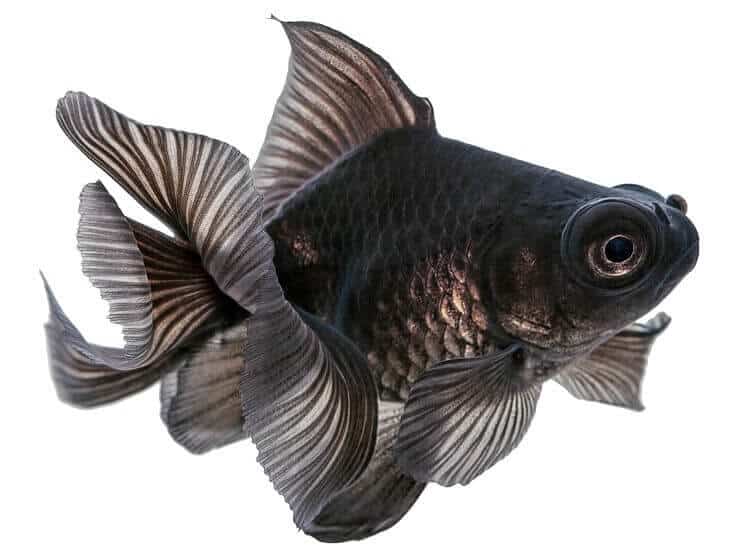 Zwarte telescoop goudvis