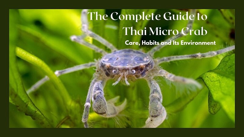 Thaise micro krab