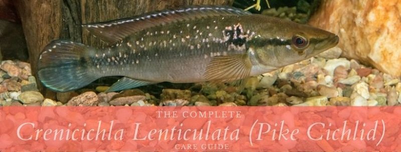 crenicichla lenticulata (snoek cichlid)